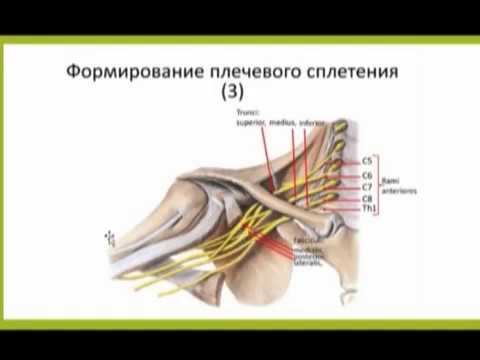 Видео: ПЛЕЧЕВОЕ СПЛЕТЕНИЕ ( ДЛИННЫЕ ВЕТВИ)