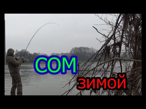 Видео: рыбалка на джиг зимой с берега. сом хочет спать, но я не даю.