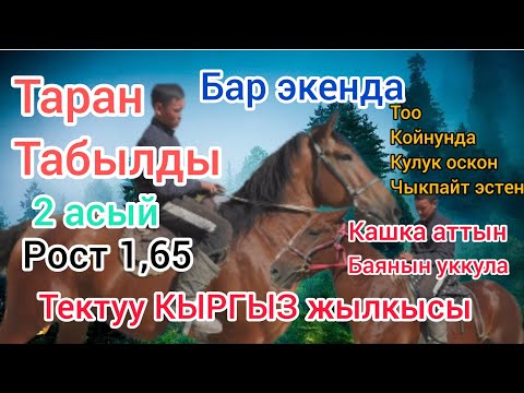 Видео: Таран сатылды