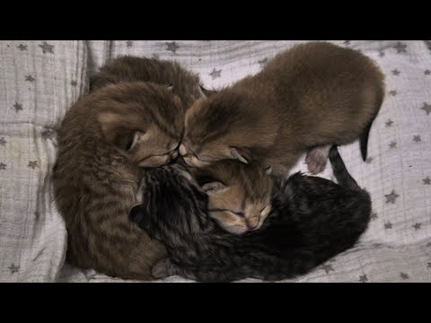 Видео: Даём имена котятам 😊