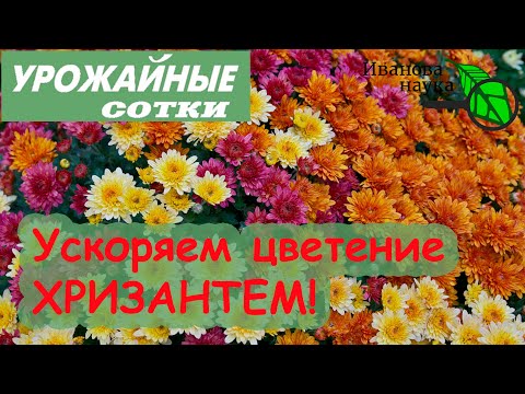 Видео: Вот ТАК хризантема будет цвести пышнее и раньше!