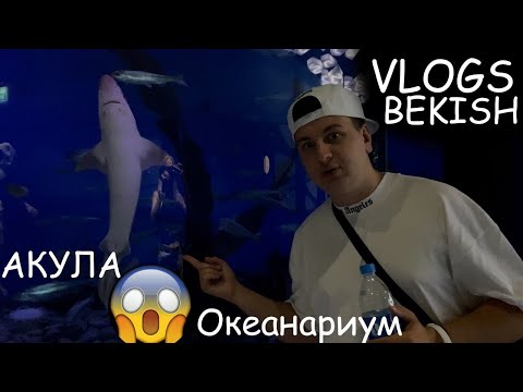 Видео: Акула шок Океанариум во Владивосток