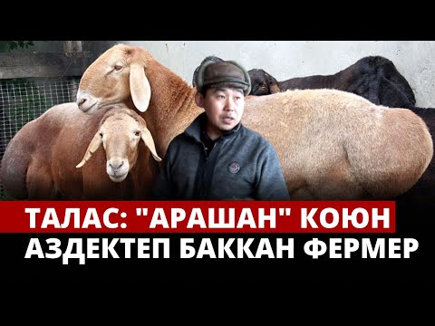 Видео: Талас: "Арашан" коюн аздектеп баккан фермер