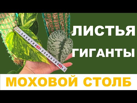 Видео: МОХОВАЯ ОПОРА (ТОТЕМ) для ароидных на примере Сциндапсуса и Эпипремнума. Часть 1. Правила ухода.