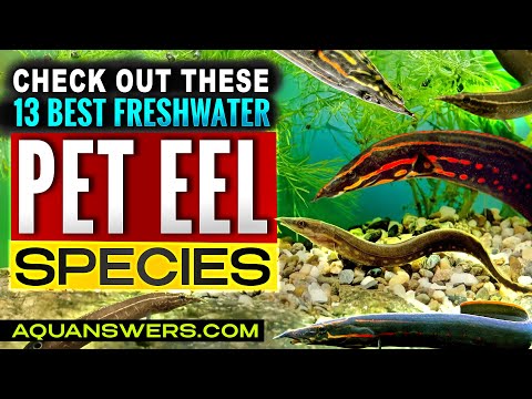 Видео: 13 пресноводных аквариумных угрей, которых можно содержать в качестве домашних животных!
