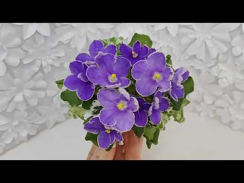 Видео: Фиалка АВ-Контрольный Выстрел #flowers #цветы #ялта #крым #цветыдлядома