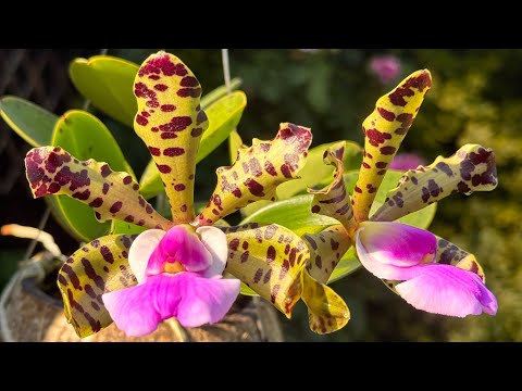 Видео: Новые орхидейные цветения в теплице🌼