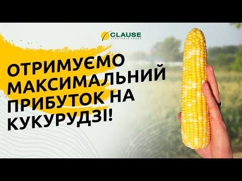 Видео: ПРИБУТКОВИЙ БІЗНЕС НА КУКУРУДЗІ