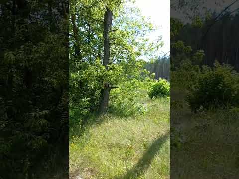 Видео: 🔥Архивное #видео от 27.06.2022-го года: гуляем по #лес`у🌳🌳🌳 недалеко от 🇵🇱г. #Wasilków!