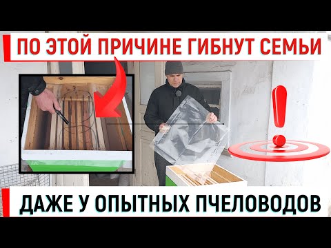 Видео: По этой причине гибнут семьи даже у опытных пчеловодов.