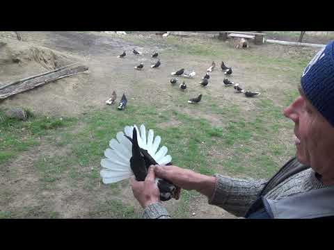 Видео: 25марта  Николаевские голуби