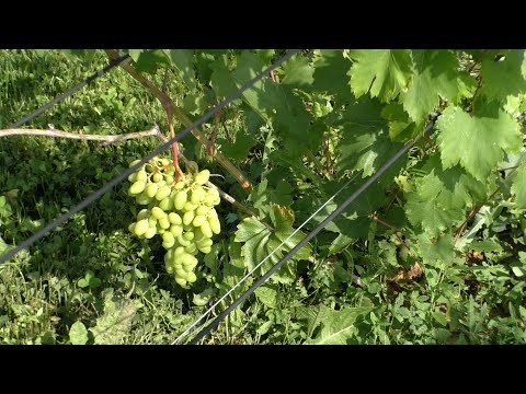 Видео: Виноградник к началу августа. Столовые, технические и универсальные сорта. Наши новинки