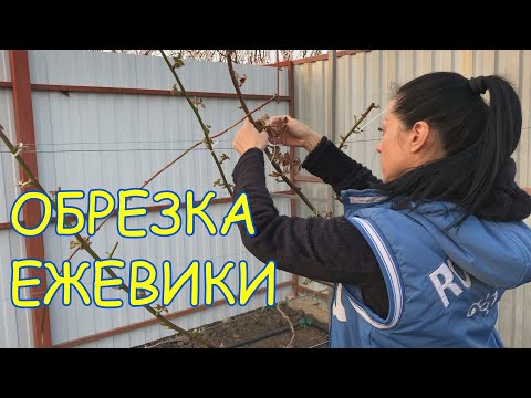 Видео: Обрезка ежевики и укладка на шпалеру