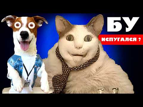 Видео: БУ испугался ► Собака vs Кот