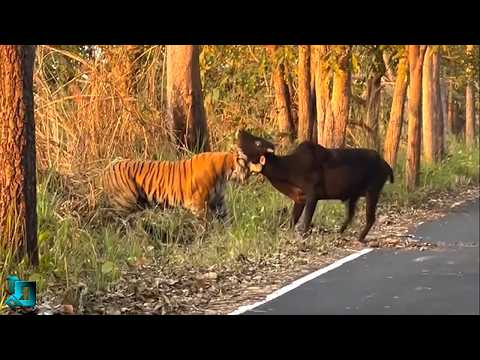 Видео: Вы Должны Это Увидеть! Безумные Случаи с Животными, Снятые на Камеру