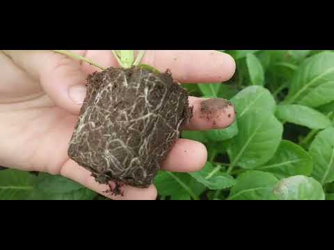 Видео: Дневник Агронома № 25