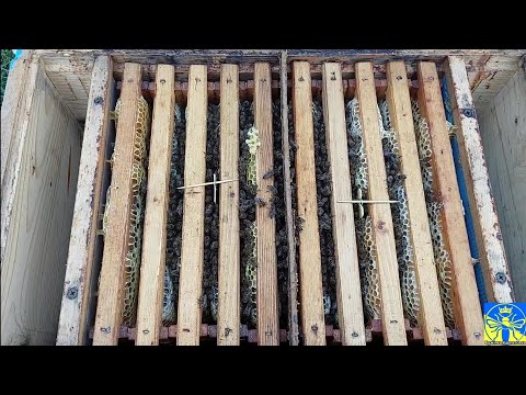 Видео: Зима ще не настала, а нуклеуси посипалися 😉😉😉( Карпатка) 