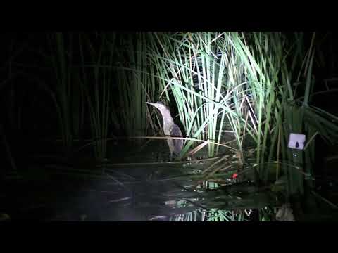 Видео: Південний Буг. Нічний карась , на боковий кивок.