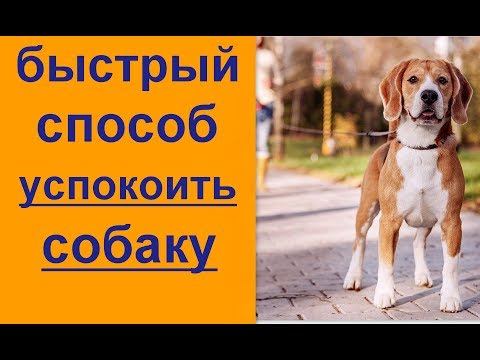 Видео: Как быстро успокоить собаку  Быстрый способ
