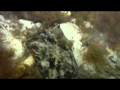 Видео: Подводный  мир - (камбала)
