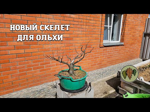 Видео: Новый скелет для Ольхи чёрной / кардинальное решение @Studio.Bonsai