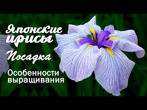 Видео: Японские ирисы. Посадка и особенности выращивания