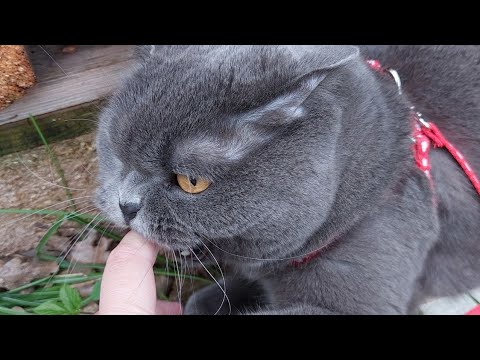 Видео: Злой кот на прогулке - дерётся и кусается!