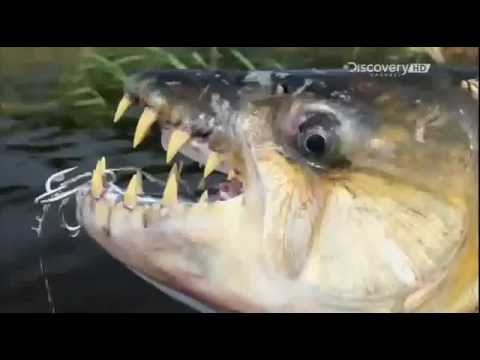 Видео: Рыбалка на реке Конго  Якуб Вагнер. Рыбалка на рыб монстров.