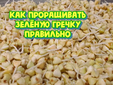 Видео: Как проращивать зелёную гречку правильно, рецепт от биолога. Проращиваем сразу много + лайфхаки