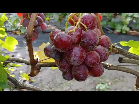 Видео: Звёздные врата. 