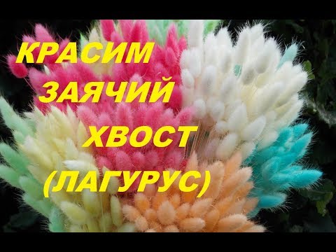 Видео: Простой способ покраски колосьев заячьего хвостика (лагуруса)