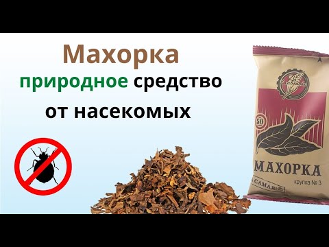 Видео: МАХОРКА наносит СМЕРТЕЛЬНЫЙ УДАР по КЛОПАМ!