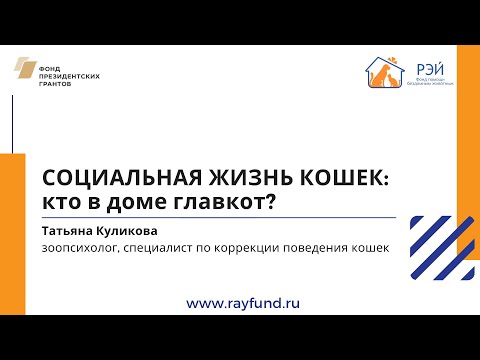 Видео: Социальная жизнь кошек. Кто в доме ГЛАВКОТ?