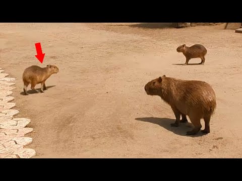 Видео: [Ребенок капибары] Этот ребенок - мишень! Спокойные капибары, общающиеся с другими животными!