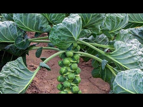 Видео: Брюссельская капуста в 2021- не повторяйте ошибок