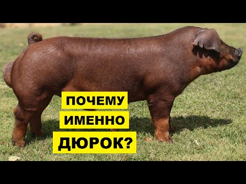 Видео: Свиньи Дюрок уход разведение и особенности породы | Свиноводство