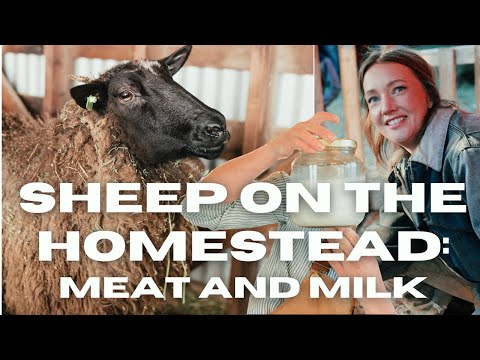 Видео: ОВЦЫ НА ДОМУ! (спойлер: они лучшие)