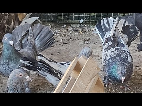 Видео: Чёрномраморные широкохвостые племенные . 8918 738 94 03 Бакинские голуби