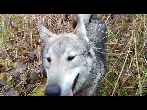Видео: 31 октября 2025 г.