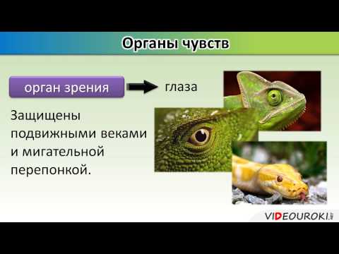 Видео: Урок по биологии "Внутреннее строение пресмыкающихся"