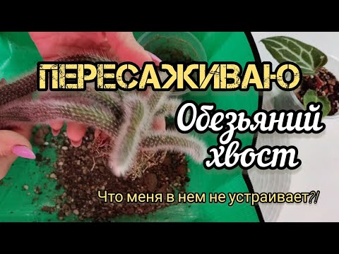 Видео: Пересадка кактуса 🌵 Хильдавинтера/ Обезьяний хвост