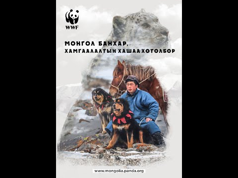 Видео: Говь-Алтай аймгийн Дарвийн нуруунд хэрэгжүүлсэн Монгол банхар хөтөлбөрийн үр дүн