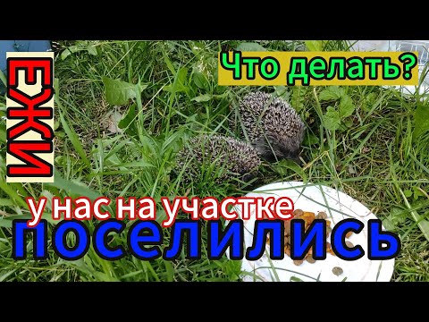 Видео: У нас на дачном участке поселились ежи. Что делать?