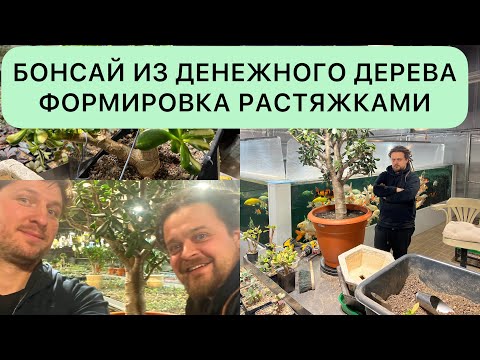 Видео: БОНСАЙ ИЗ РЕДКОЙ CRASSULA OVATA RETURN OF BEAUTY КРАССУЛЫ ОВАТЫ ДЕНЕЖНОГО ДЕРЕВА ТОЛСТЯНКИ