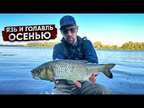 Видео: Трофейный голавль в РАЗГАР осени! ЛУЧШИЕ приманки / Где и как ловить!