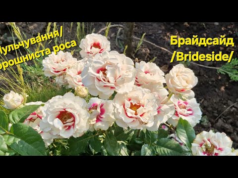 Видео: Rose_Bridesidе/Мульчування/Борошниста роса на трояндах