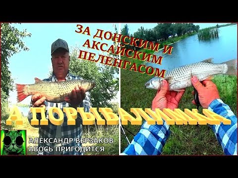 Видео: А порыбалимка. За донским и аксайским пеленгасом.