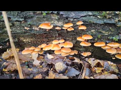Видео: ФЛАМУЛІНА 🍄‍🟫🍄‍🟫🍄‍🟫(зимовий опеньок) 30.10.25