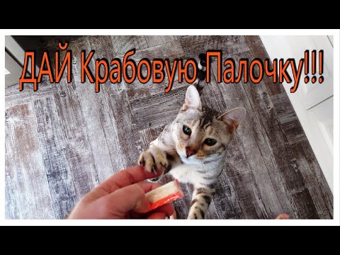 Видео: А как проходит день у вашего кота? Бенгальский кот Вирсик.