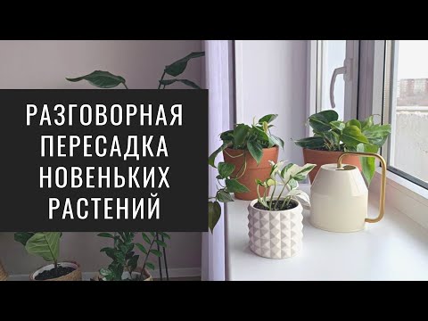 Видео: Разговорная Пересадка Новых Растений. Филодендрон Сканденс. Филодендрон Бразилия. Эпипремнум Энджой.